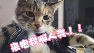 Một chú mèo hoang chạy thẳng vào lòng bạn, bạn bảo có thơm không??