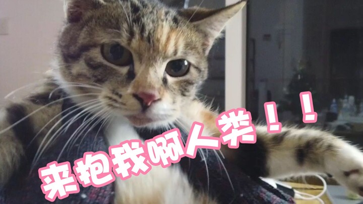 قط مشرد يركض مباشرة إلى حضنك، هل تعتقد أنه لطيف؟؟