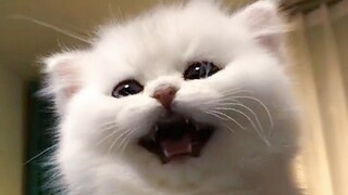 【Mèo con sữa】Rồng dữ gầm lên!!!