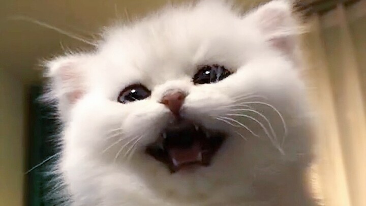 【ลูกแมวน้อย】มังกรร้ายคำราม!!!