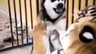Sigma dog bruh