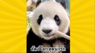 สัตว์เลี้ยงเพื่อนขนปุย : สัตว์โลกสุดน่ารัก