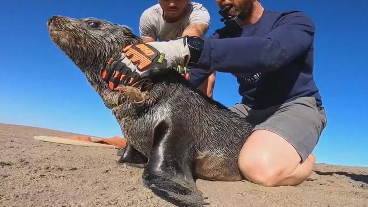 Chú sư tử biển nhỏ hoảng sợ dần thư giãn trong quá trình cứu hộ 【Đội Bảo tồn Biển Namibia】