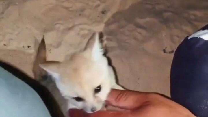 A little gadget I ran into during the picnic—so cute!!