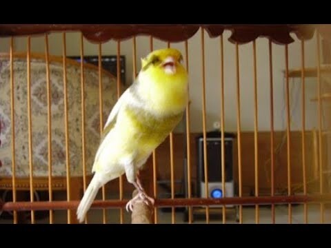 CUKUP 5 DETIK Kenari Lain LANGSUNG NYAUT !!!!!