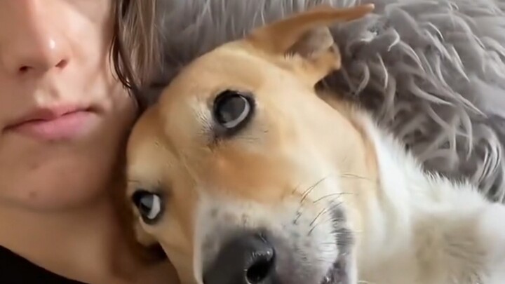 Saat kamu memiliki seekor anjing yang sangat manja