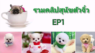 รวมคลิปสุนัขตัวจิ๋ว Ep 1