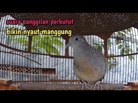 Perkutut lokal suara besar tapi bikin nyaut.