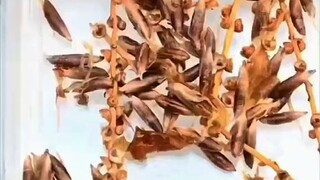 the importance of date in Islam