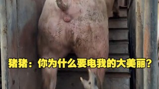 Zhu Zhu: Mengapa kamu menyetrum kecantikan besar saya?