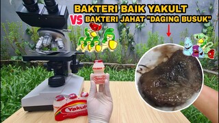 EKSPERIMEN: BAKTERI BAIK YAKULT vs BAKTERI PEMAKAN DAGING/JASAD