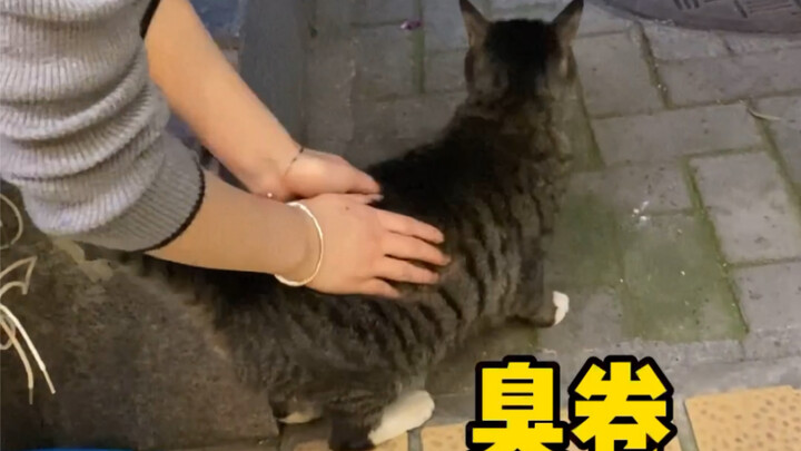 แมวจรจัด: ขอบคุณสำหรับความเมตตาที่ไม่รับเลี้ยง