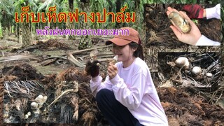 เก็บเห็ดฟางปาล์มหลังฝนตกออกเยอะมากๆ มากัน2แม่ลูกตามเคยจ้าน้องอิ๋วจะได้เยอะแค่ไหนมาลุ้นกันจ้า