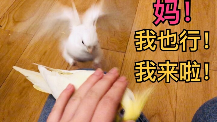 Imutnya sampai berdarah! Tuan bisa panggil dua kakaktua sekaligus hanya dengan satu tangan—keduanya 