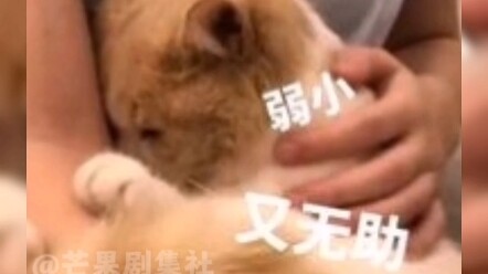 Trước khi được đưa về nhà, mỗi chú mèo nhỏ đều mang theo một câu chuyện riêng. # Mèo mèo..