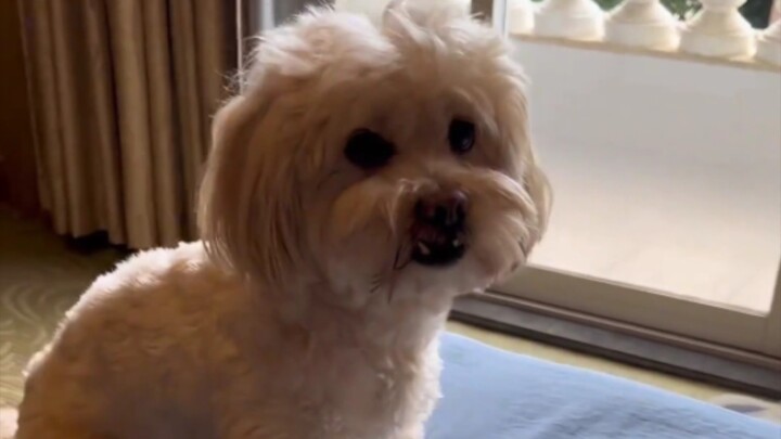 Having this dog at home is like having a wife.