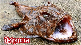 Monkfish | The Most Ugliest Fish In The World | ปีศาจทะเล ปลาที่น่าเกลียด น่ากลัว ที่สุดในโลก