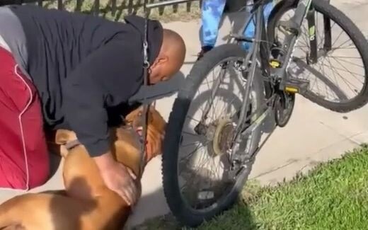 Seekor anjing tiba-tiba pingsan di pinggir jalan, membuat sang pemilik panik dan berteriak meminta p