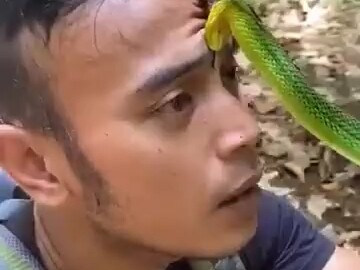 ทำยังไงดีถ้าโดนงูกัดแล้วงูไม่ยอมปล่อย?