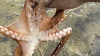 Xiaoyu got scared when he caught octopus today^_^