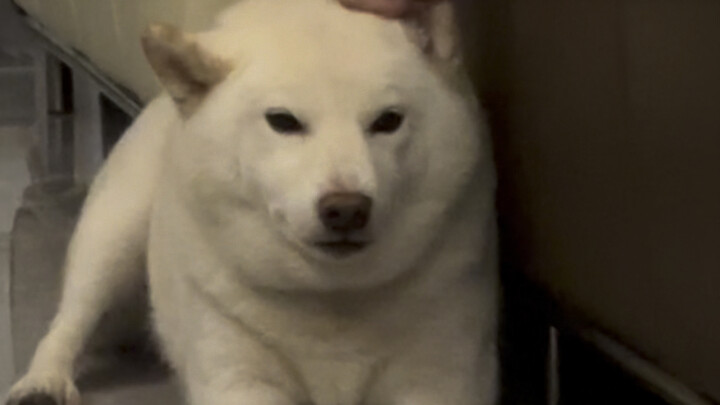 Apa salahnya aku cuma mau memelihara anjing yang normal?