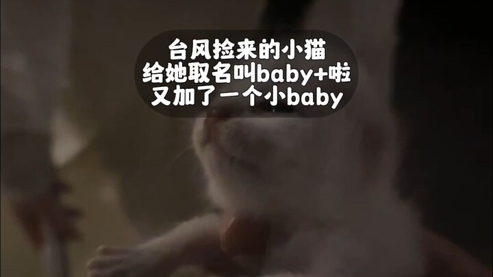 Even the typhoon kitten is growing up on schedule!
