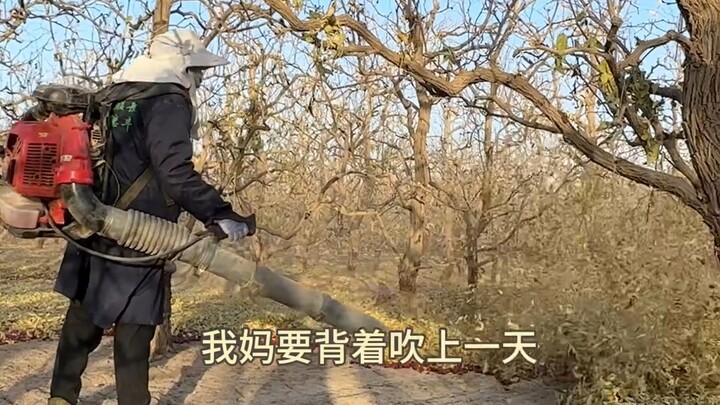 นี่คือวิธีเก็บพุทราแดงจริงๆ ต่อไปฉันไม่กล้ากินมันโดยตรงอีกแล้ว!