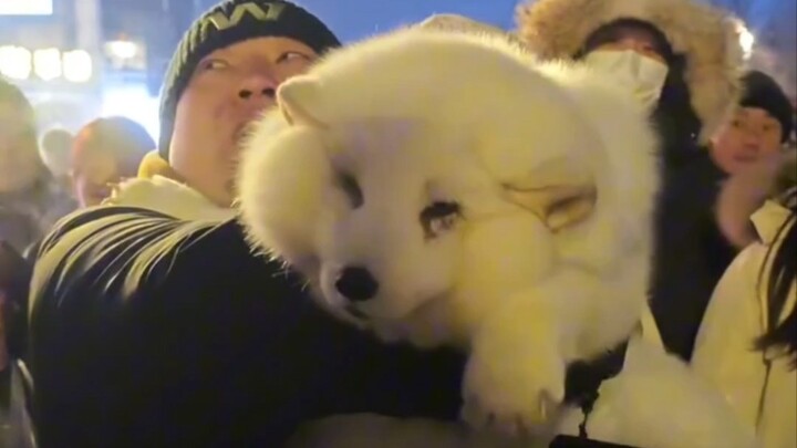Snow Fox: I’m only a little over 50 jin—where’s the fat? Humph╯^╰ (Big brother, hold on tight, don’t