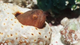 This fish swam into the sea cucumber's anus and ate its gonads.