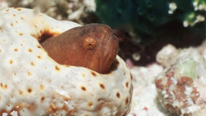 Ikan ini berenang masuk ke dalam pantat teripang dan memakan gonadnya