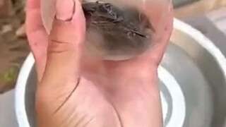 Amber yang sangat indah 😲