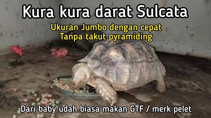 Videoin Sulcata lagi makan GTF (iseng abis nonton channel panji dan irfan hakim)
