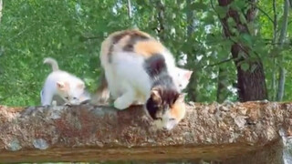 Induk kucing memimpin sekelompok anak kucing menyeberangi jembatan