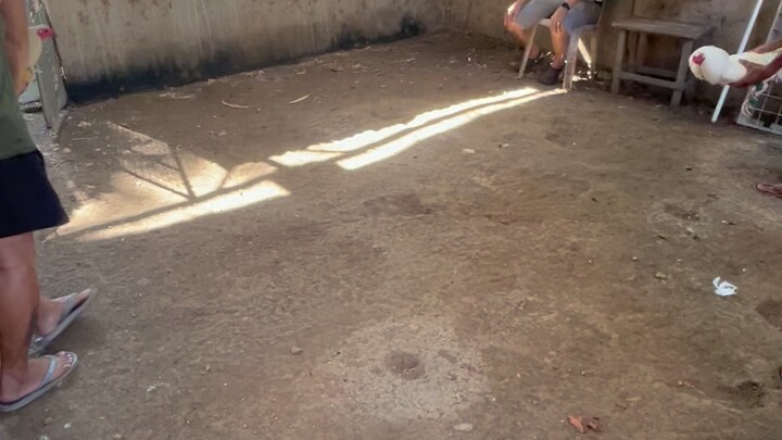 White Kelso (2 yrs and 8 months)