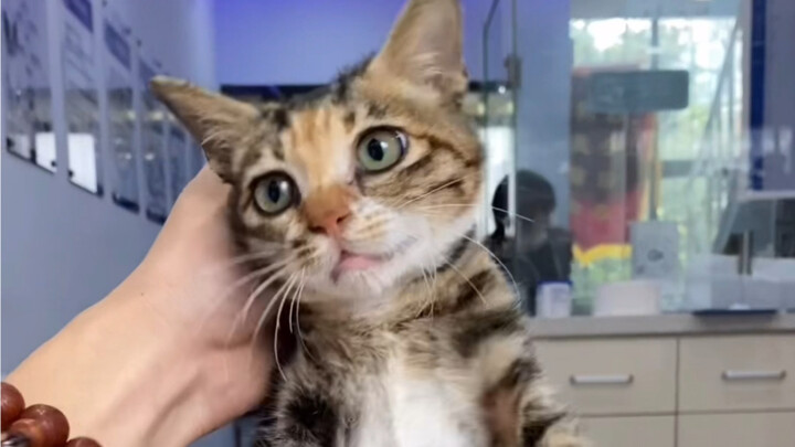 The adopter of two ears