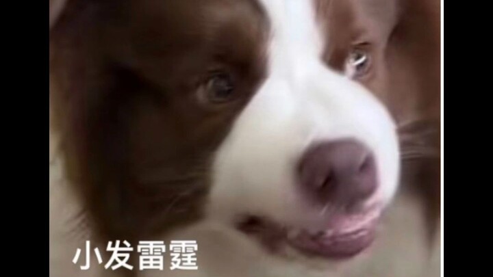 A Collection of Yuzai's Expressions