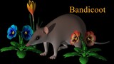 Bandicoot in the Garden 3D Animation