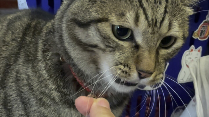Kucing kecil, apa yang perlu ditakuti! Lihat jurus Teriakan Singa-ku!