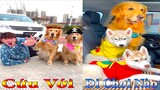 Dương KC | Gia Đình Gâu Đần #8 | Chó thông minh vui nhộn | funny cute smart dog pets | Thú Cưng TV
