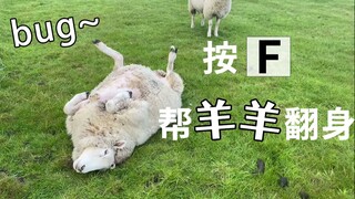 Nếu không lật con cừu đang nằm ngửa bốn chân lên, vài giờ sau nó có thể chết.