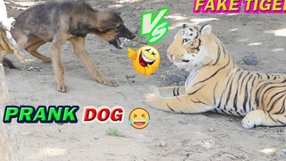 หมาแกล้งเสือ กับ เสือ 2 ตัว