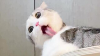 Dengan kucing kecil yang lucu dan konyol sepertiku, jam berapa kamu akan pulang?