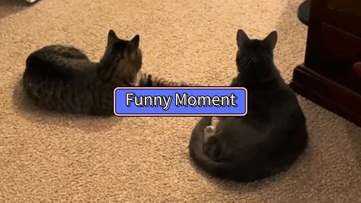 Funny Cat Moments... 🐱