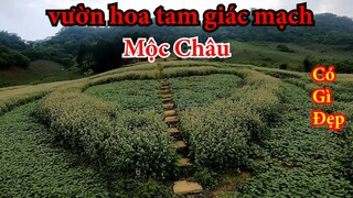 đồi hoa tam giác mạch ở mộc châu có gì đẹp