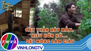 Cây thần nảy mầm, Hiếu hớn hở...dệt mộng làm giàu