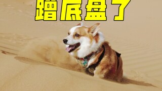 كوري ذهب للتزلج في الصحراء، هذا مرهق حقًا للكلب!