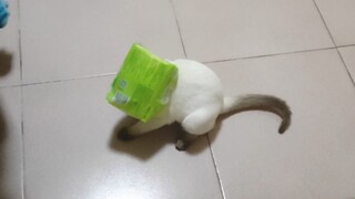 Sếp ơi, cứu tôi với.