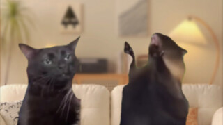 当浓人与淡人恋爱