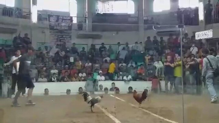mahiwaga Ang sabong jnp_kurimao grey