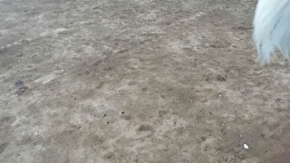 first fight win( white Choco)) May 5 2023